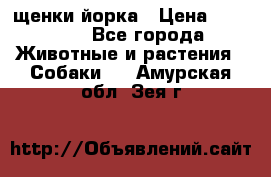 щенки йорка › Цена ­ 15 000 - Все города Животные и растения » Собаки   . Амурская обл.,Зея г.